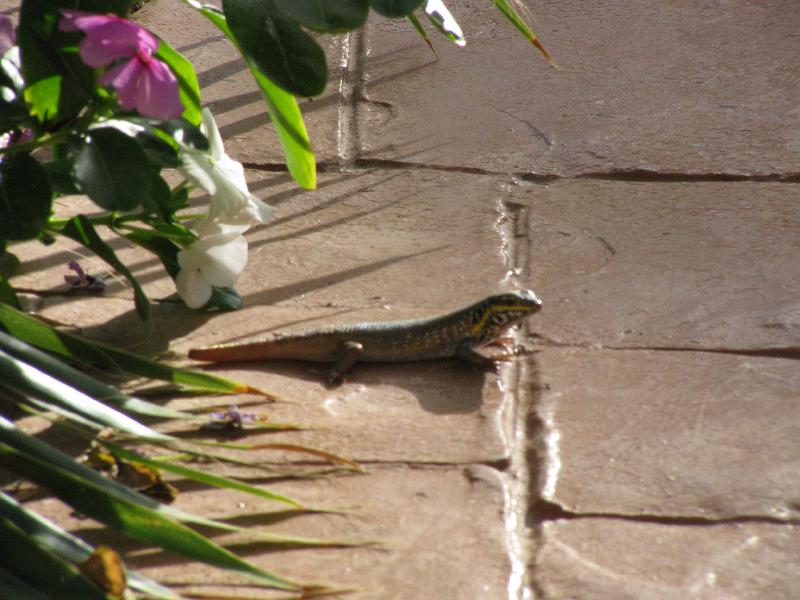 Sharm-el-Sheikh 406.jpg - Egypt - Sharm-el-Sheikh
Hotel Ibero Grand Sharm
Swimming-pool Iguana